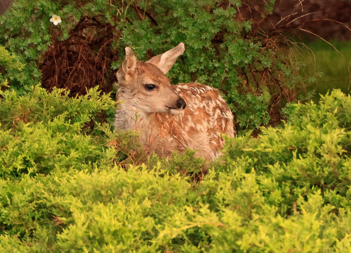 BobZellarPhoto's tweet image. new born #fawn in the neighborhood in Billings MT