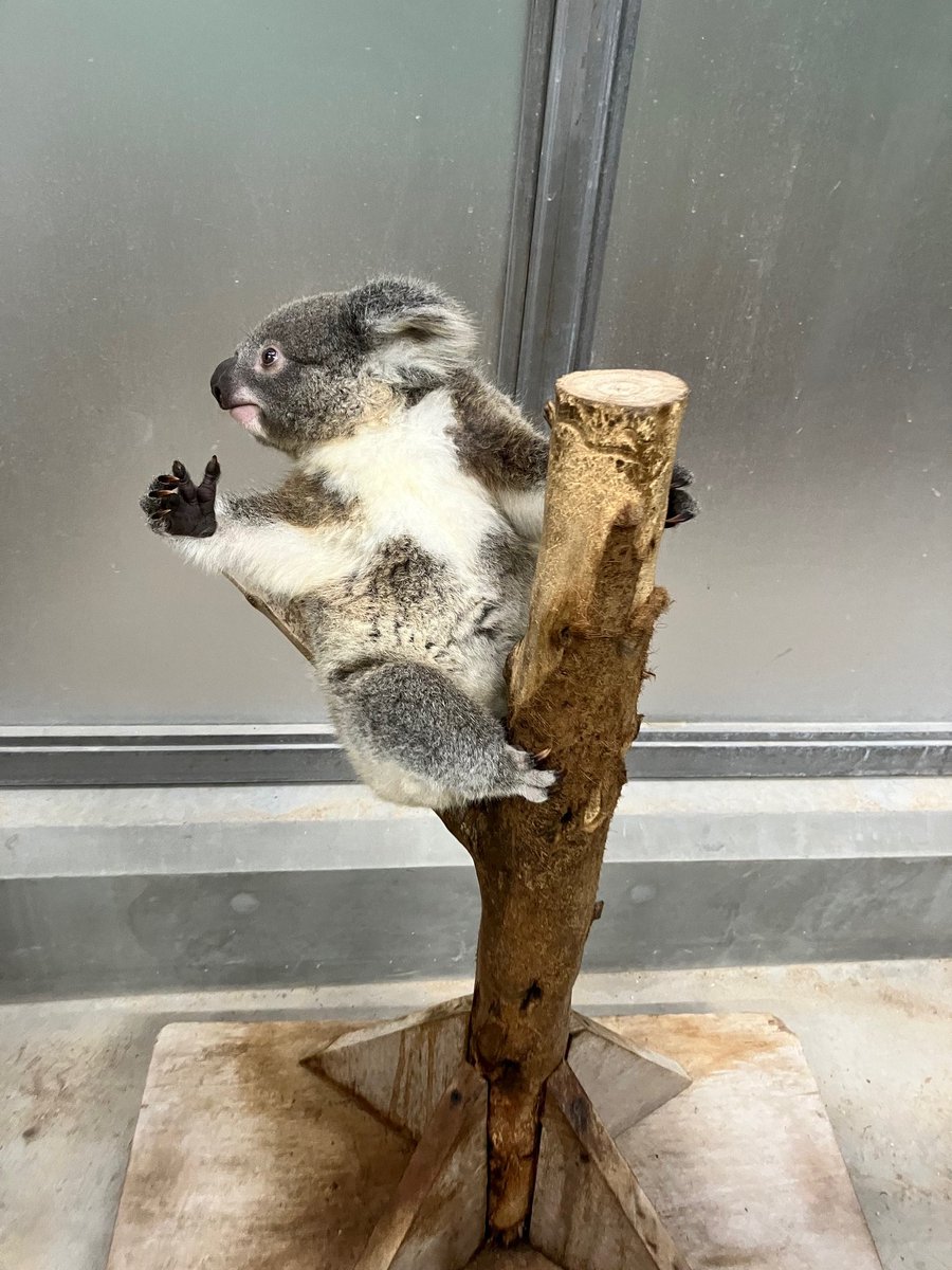 【多分・・本物】動物の〇ちゃんを素材としたプラクルアン。すごい金運＆幸運らしい… 福岡市動物園｜「Amazonほしい物リスト」をスタートいたします