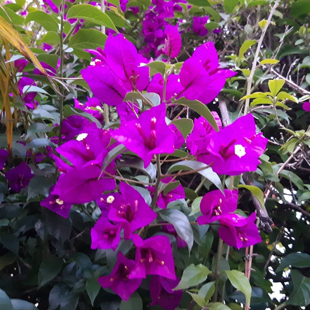 Buona Festa del Papà!! <a href="/MarioAndretti/">Mario Andretti</a>  <a href="/maxpapis/">Max Papis</a> <a href="/miguelpaludo/">Miguel Paludo</a> and <a href="/DaleJarrett/">Dale Jarrett</a>