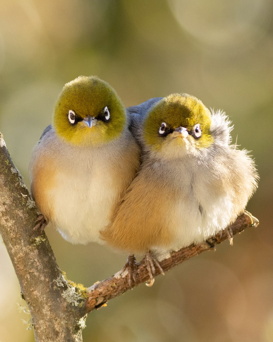 DrPaulSorrell's tweet photo. How much silvereye sweetness can you fit onto one small twig?
#birdphotography #TwitterNatureCommunity #BirdsOfTwitter #birds #nzbirds #wildlifephotography #NaturePhotography #ThePhotoHour #PhotoOfTheDay #BBCWildlifePOTD #BirdsSeenin2025 #Silvereye #LoveBirds #CoupleLove #Cute https://t.co/aXgVAXIFbT