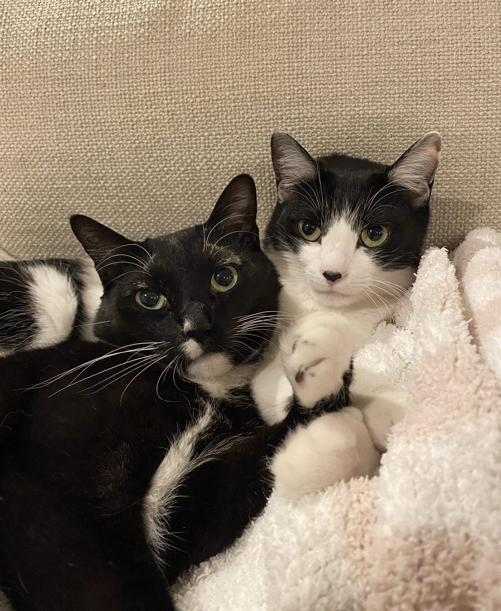 藤 あや子🐾 on X: 