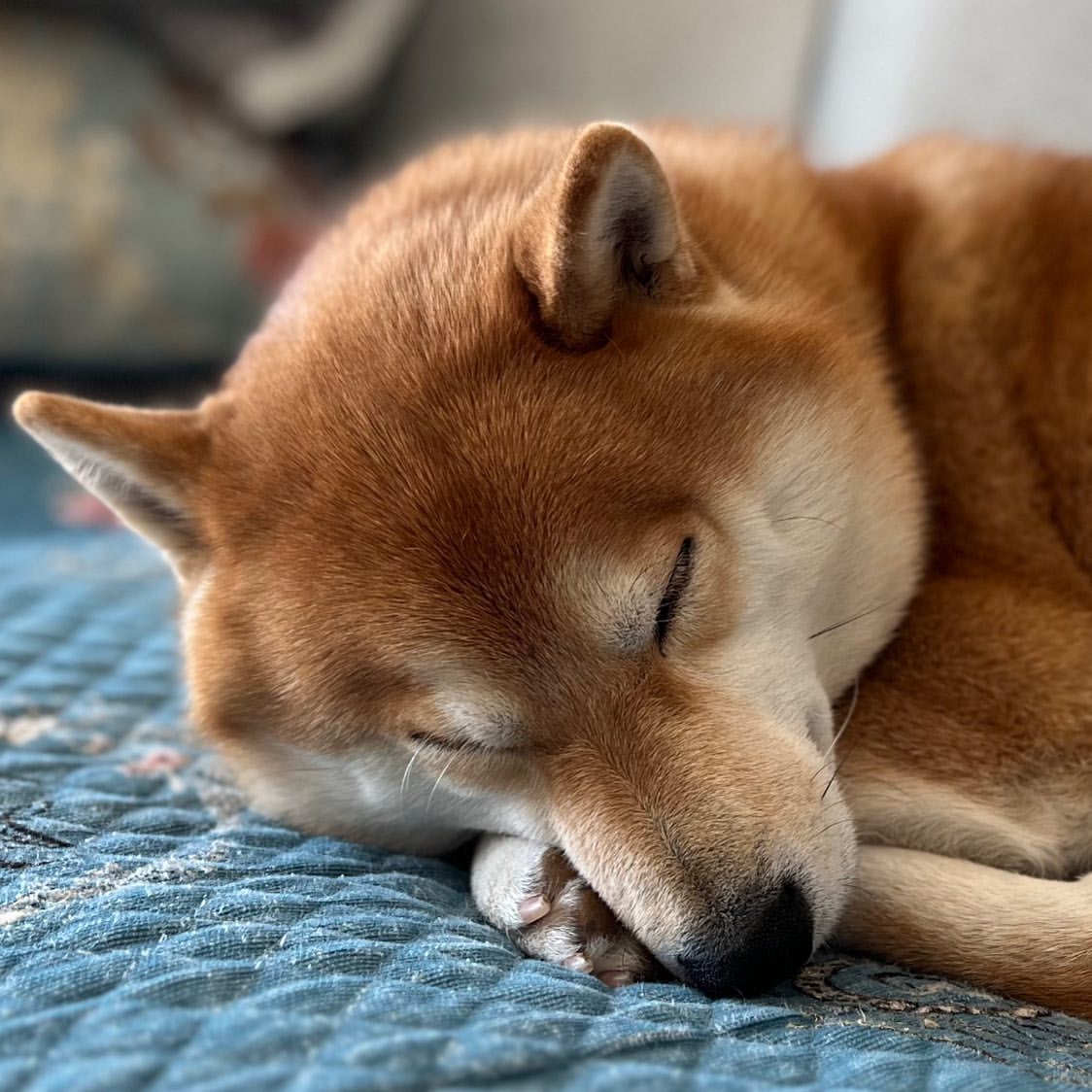 狗急VPN，支持ChatGPT、高速稳定不卡顿，不限流量放心用～goj123.com/app/t20.html（复制到浏览器中打开）