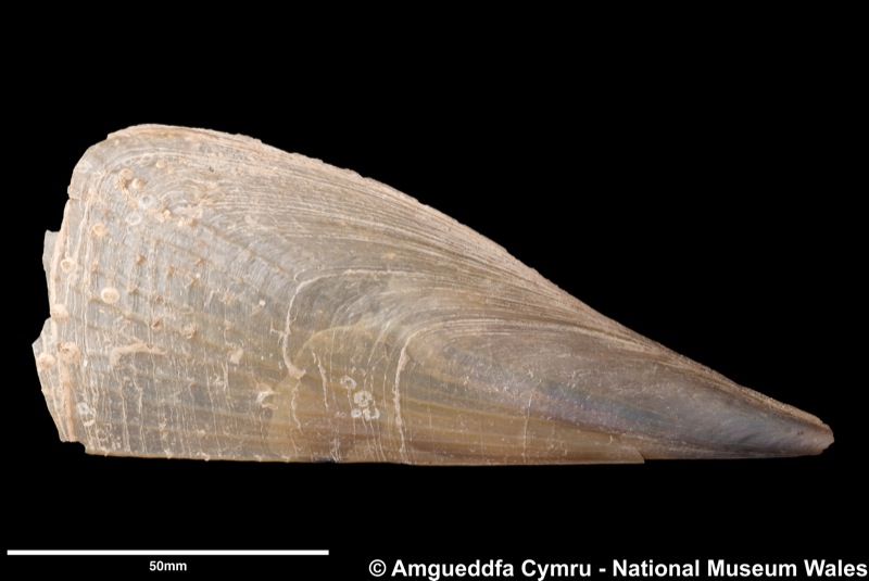 Today's #MolluscMonday is one of Britain’s largest and most threatened molluscs, Atrina fragilis (Pennant, 1777), the Fan Mussel. Found mostly in mixed muddy sediments offshore to the shelf edge. 
naturalhistory.museumwales.ac.uk/BritishBivalve…