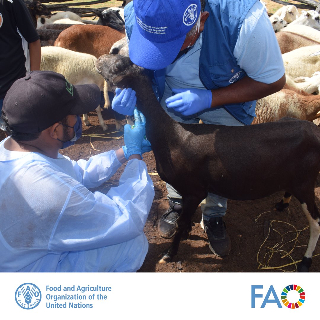 FAOLivestock's tweet image. #DYK | Around 60% of human infectious diseases originate from animals.

#Veterinarians are on the frontlines;
▶️ Protecting both animal and human #health
▶️Contributing to #foodsecurity
▶️Enhancing nutrition, and
▶️Supporting livelihoods

📷 fao.org/animal-health/…