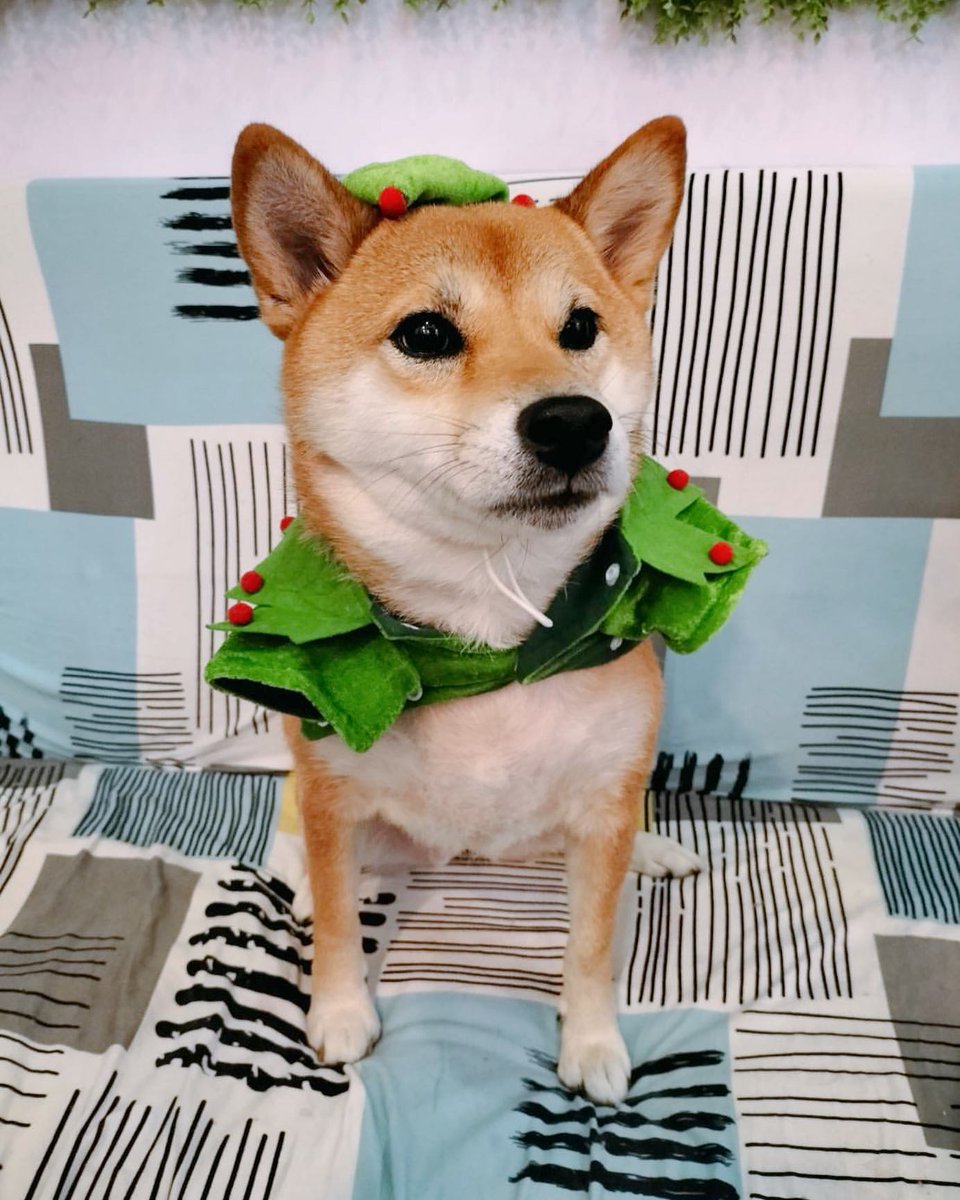 狗急VPN，支持ChatGPT、一键翻墙超方便，秒开超清视频不卡顿～goj123.com/app/t20.html(复制链接到浏览器打开)