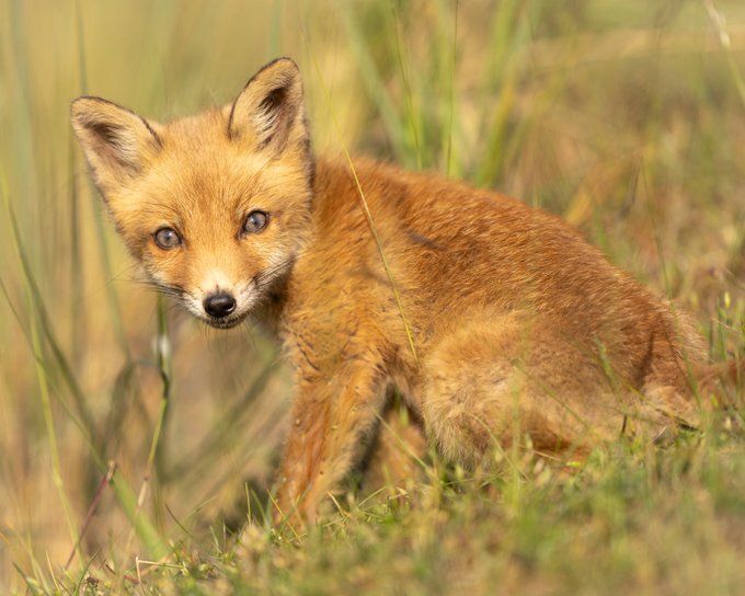 Chris Packham (@chrisgpackham) on Twitter photo A fox cub of the day from <a href="/Paul__Browning_/">Paul Browning Photography</a> , thank you Paul ! #foxoftheday A fox cub of the day from <a href="/Paul__Browning_/">Paul Browning Photography</a> , thank you Paul ! #foxoftheday