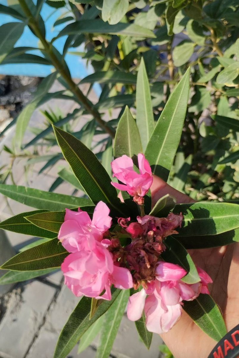 صبـاح السـلام وراحـة البـال..