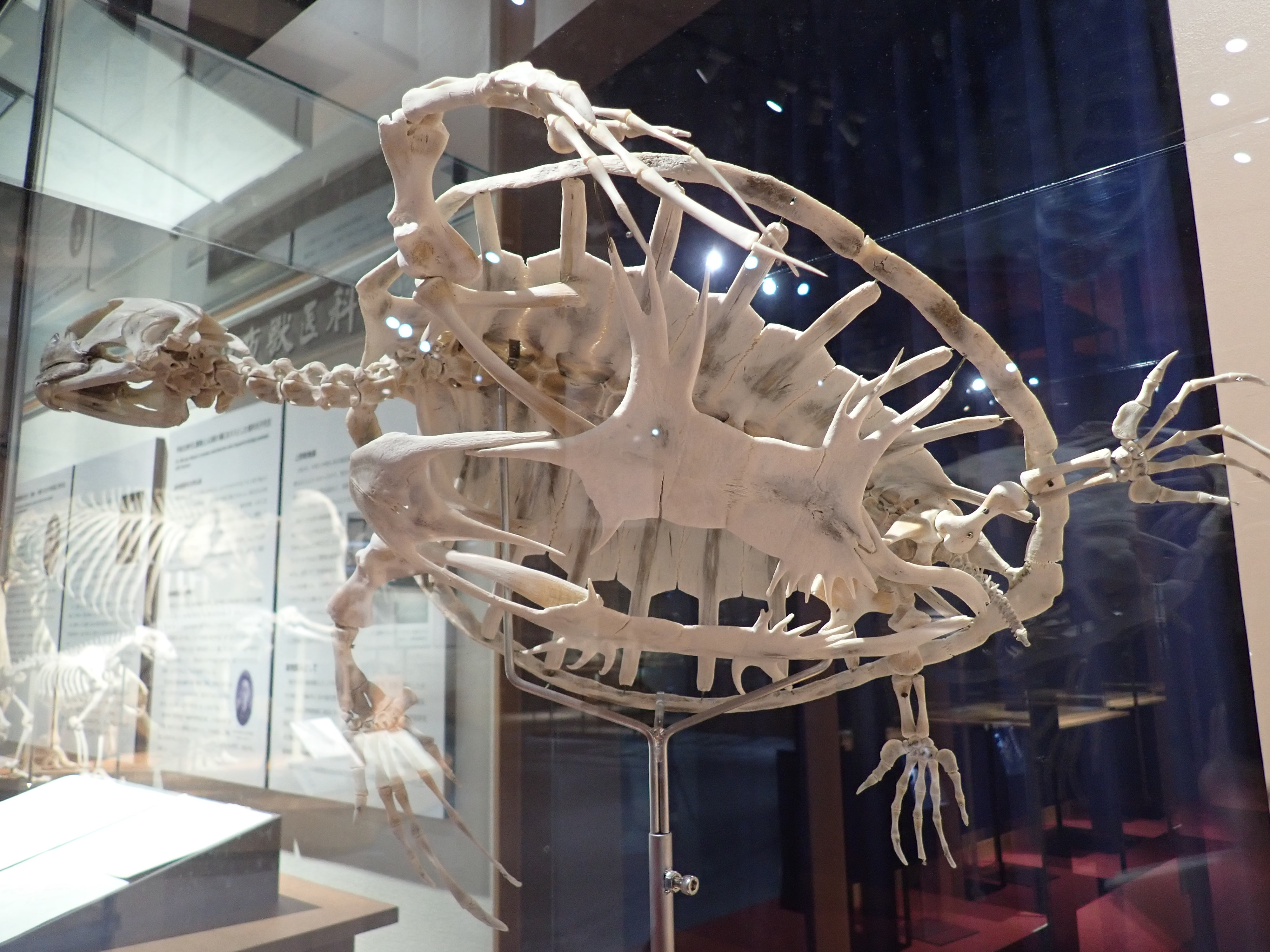アオウミガメの骨　骨格標本 アオウミガメの骨骨格標本
