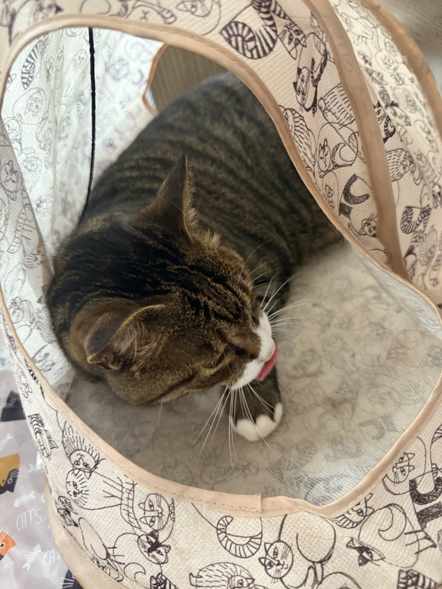 PatraRook's tweet photo. エアコンからの避難場所
#猫
#保護猫 https://t.co/uxyzxR5co5