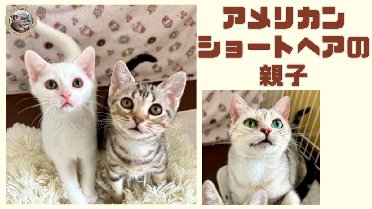 CA CAT on X: 