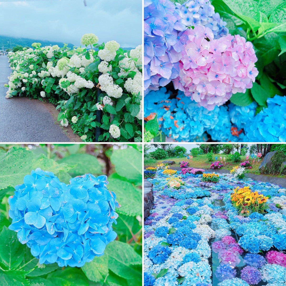 KAORIC12's tweet photo. 開成町あじさいまつり
遠方からも沢山のお客様にお立ち寄りいただきありがとうございました❣️また来年☆。.:＊・゜

#開成町
#あじさいまつり
#ハンドメイド
#ワークショップ
#kaoric https://t.co/kDUu5FRUPu