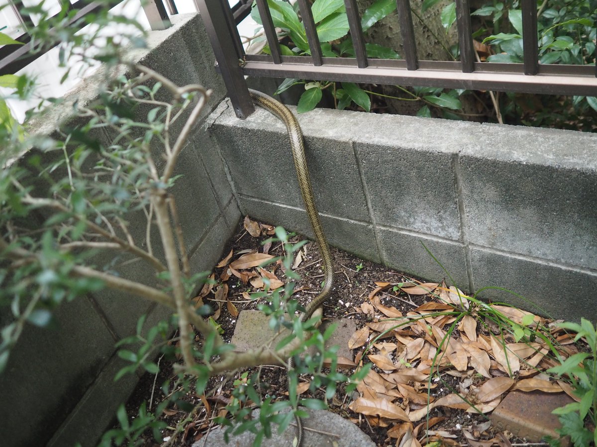 アライグマがいなくなったと思ったら、アオダイショウ🐍が、、、１ｍから1.5m程の個体でした。
隣の家に消えていったので、頭の撮影できなかった。