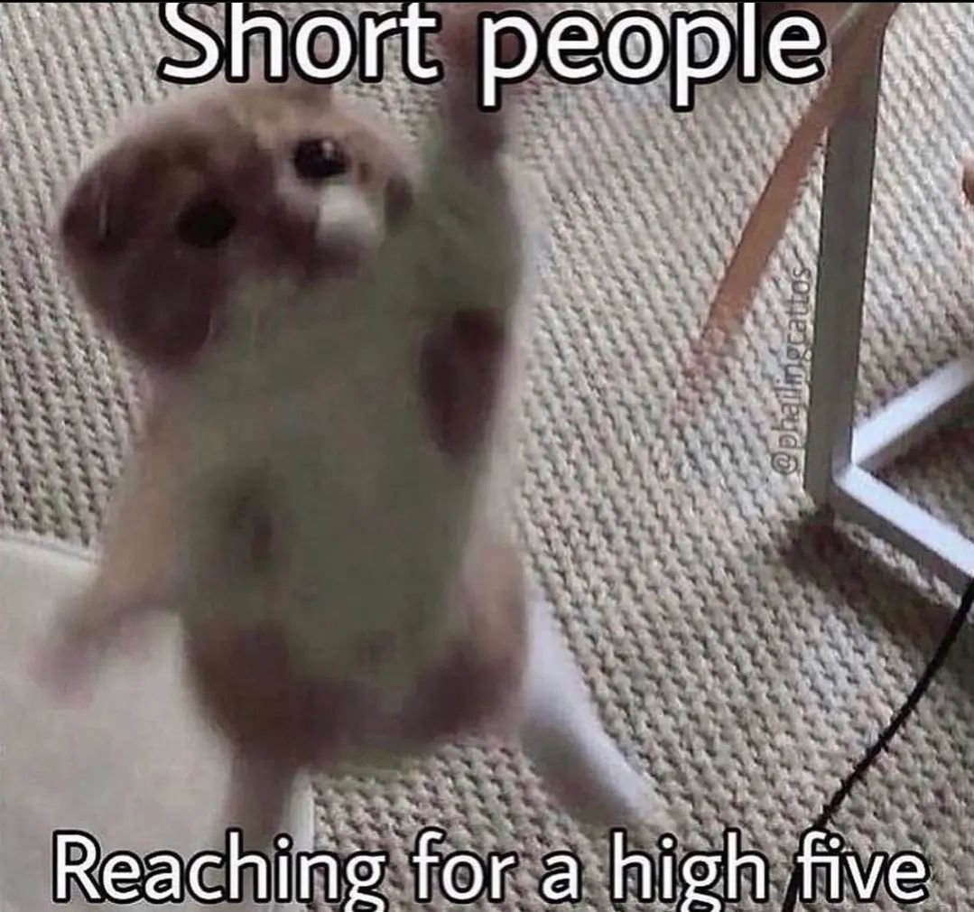 Punch Cat tweet media