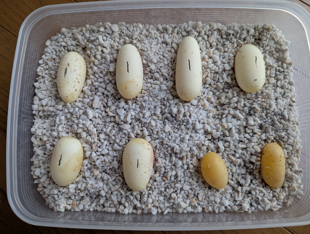 Seigon444's tweet image. バーガンディhetアルビノ
×
バーガンディhetアルビノ
2つダメやろうけど
立派な🥚産んでくれた🐍
これも1/4やけど、
バーガンディ自体
素晴らしいので！
#snake
#hognose
#ヘビ
#爬虫類
#シシバナ