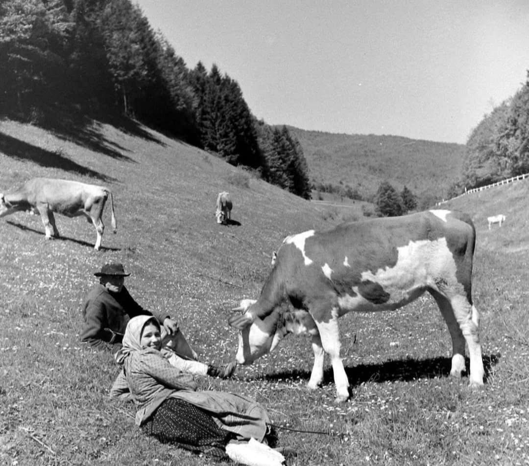 Ґазды выпасают коровы на полонині. Подкарпатя за Чехословакії, 1938 рік. 
[eng] Farmers grazing their cows in the mountain meadows (polonyna). Subcarpathia during Czechoslovakia, year 1938.
#carpathorusyn #rusnaks #rusini