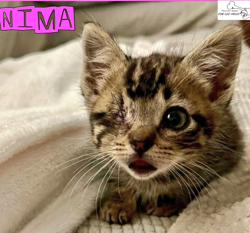 Open 🐕💕🐈🌳🦋 (@openeye95053629) on Twitter photo Por favor un hogar para #NIMA
para que olvide con mucho amor todo el daño que le han hecho!
Es una preciosidad de bebita que ha sufrido mucho 🙏🏻
#Toledo <a href="/PerreraToledo/">𝐏𝐎𝐑 𝐋𝐎𝐒 𝐏𝐄𝐋𝐎𝐒</a>
#gatitos #gatos #Adopta
#AdoptaNoCompres Por favor un hogar para #NIMA
para que olvide con mucho amor todo el daño que le han hecho!
Es una preciosidad de bebita que ha sufrido mucho 🙏🏻
#Toledo <a href="/PerreraToledo/">𝐏𝐎𝐑 𝐋𝐎𝐒 𝐏𝐄𝐋𝐎𝐒</a>
#gatitos #gatos #Adopta
#AdoptaNoCompres