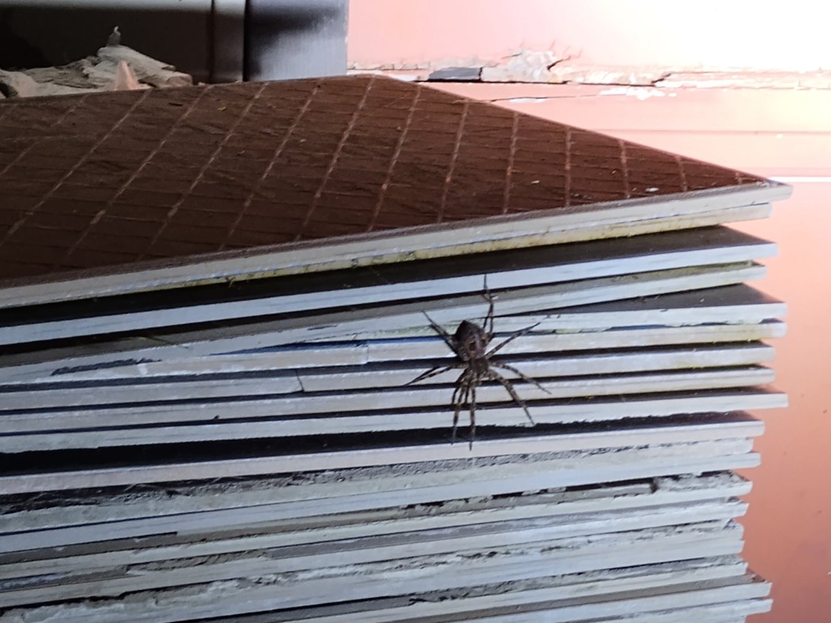 Ugh 😆 our cats killed the one on the plate somehow indoors and the second is one we found coming into the driveway tonight. The only thing I hate about the warm seasons 😂