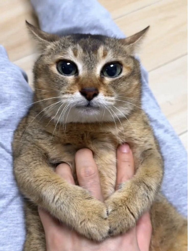ShouldHaveCat's tweet photo. https://t.co/cTOHhJz26r
