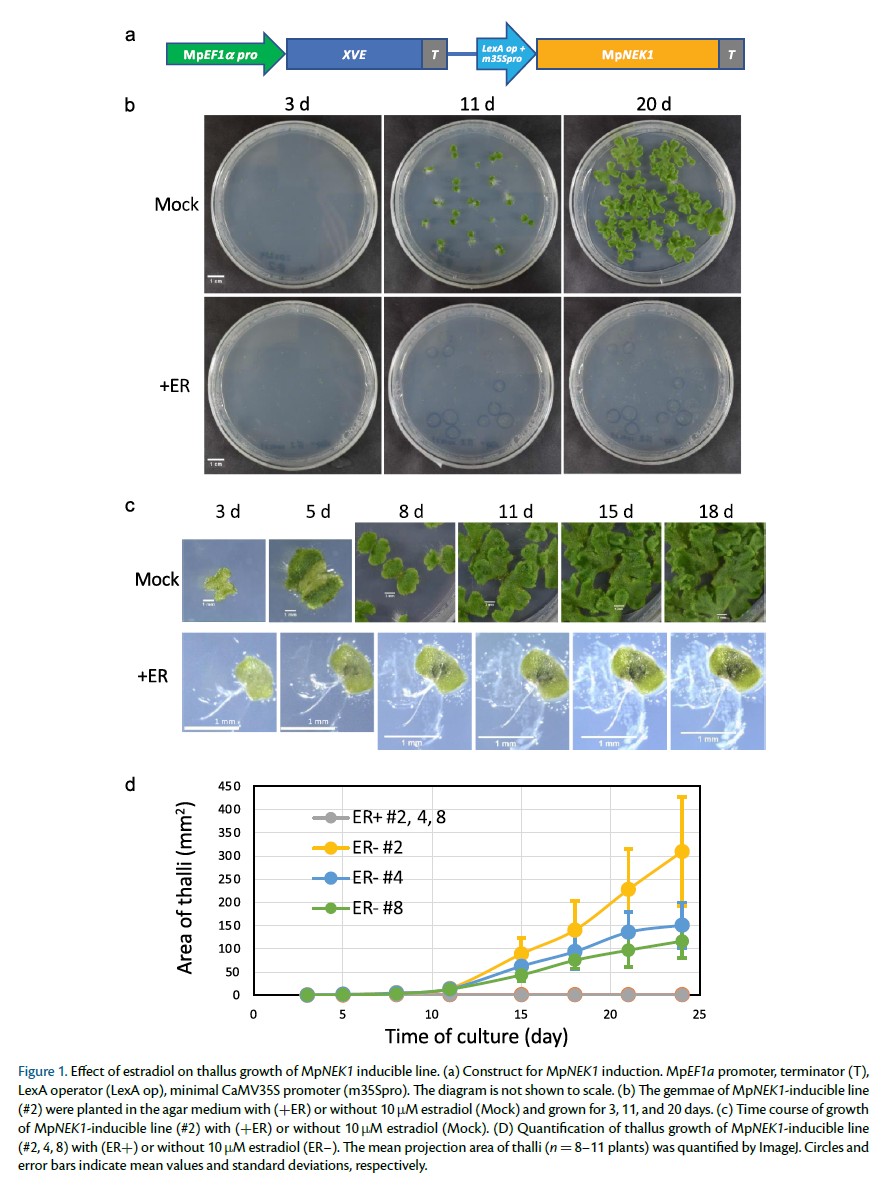 PCP_EIC's tweet photo. 📙From latest PCP:

How do NIMA-related kinases function in plants?

Using #Marchantia polymorpha, Mase et al. created an inducible expression line of a single functional MpNEK1, and demonstrated its role in #CellDivision.💐

https://t.co/3pcnoQpkAZ 
#rhizoid #thallus #plantsci https://t.co/SfWrWyD7PT
