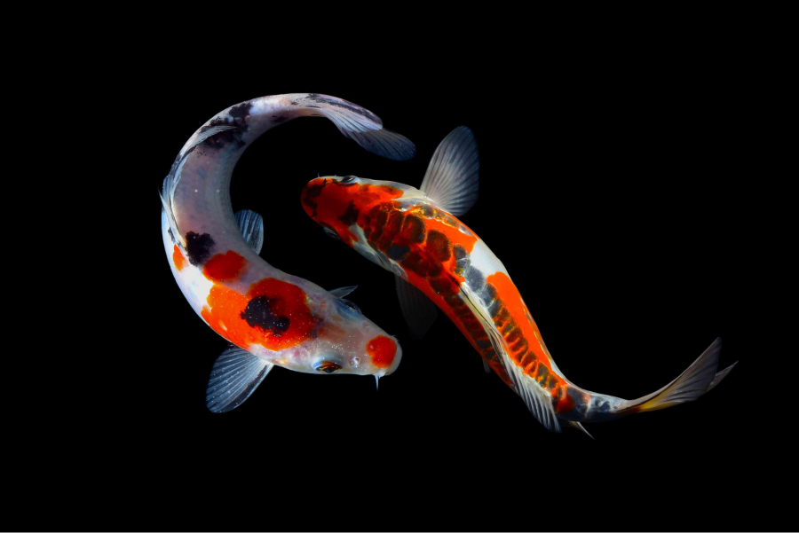 Nishikigoi, Japan's stunning ornamental goldfish 🐟, have a rich history in Japanese culture. Discover how these beautiful fish 🌊 have become an important part of art and society.👉 🔗 bit.ly/4e20IY6  #Nishikigoi #JapaneseCulture