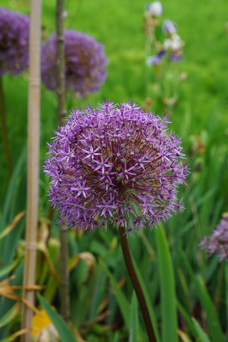 Guten Morgen ihr Lieben 🫶 
Habt einen angenehmen Montag 🪻☕️☕️🌺🤗