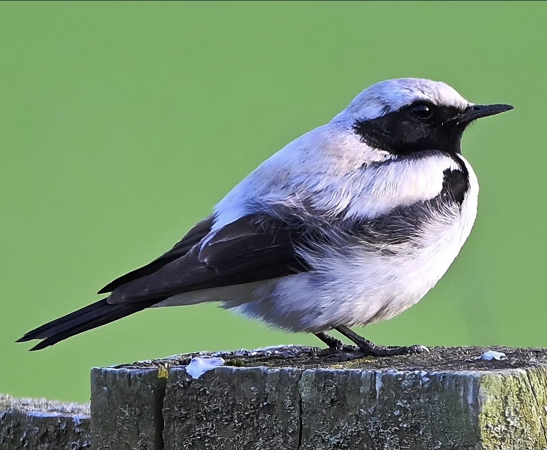 Dessert Wheatear, yesterday at Keynsham, Somerset