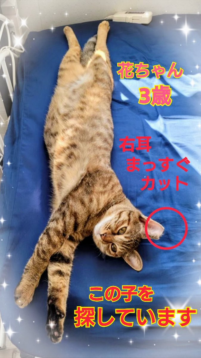 squirrelemi's tweet photo. 猫を探しています。花ちゃん3歳。麦わら猫または、茶系のキジトラ。2024年4月11日横浜市金沢区富岡東の自宅から私の不注意で外に出てしまい行方不明のままです。ずっと探しています。
#猫を探しています 
#拡散希望 
#リポストお願いします 
#横浜市金沢区 
#はな https://t.co/bKIMpShYFT