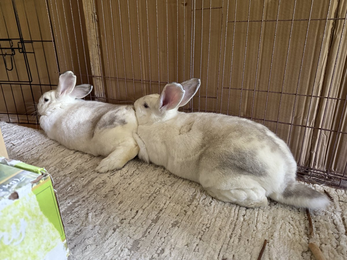 珍し〜❣️
ゆら🐇がしま🐇のおしりにモフッ💕🐇🐇
(ゆら🐇が後から来ました☺️💕)
