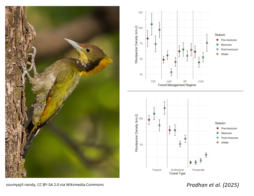 CommunityEcol's tweet image. ๐NEW PAPER!
Species composition and density of #woodpecker communities differs across forest management regimes and forest types in the Eastern #Himalaya.
๐ link.springer.com/article/10.100โฆ
#woodpeckerbird #BirdCommunity #ecologyresearch #ecology #forestmanagement