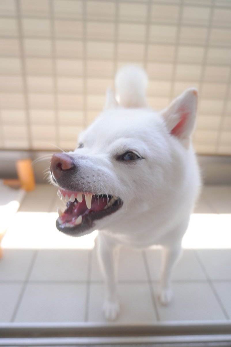 豆柴ほあちゃん (@mame_hoa) / Posts / X