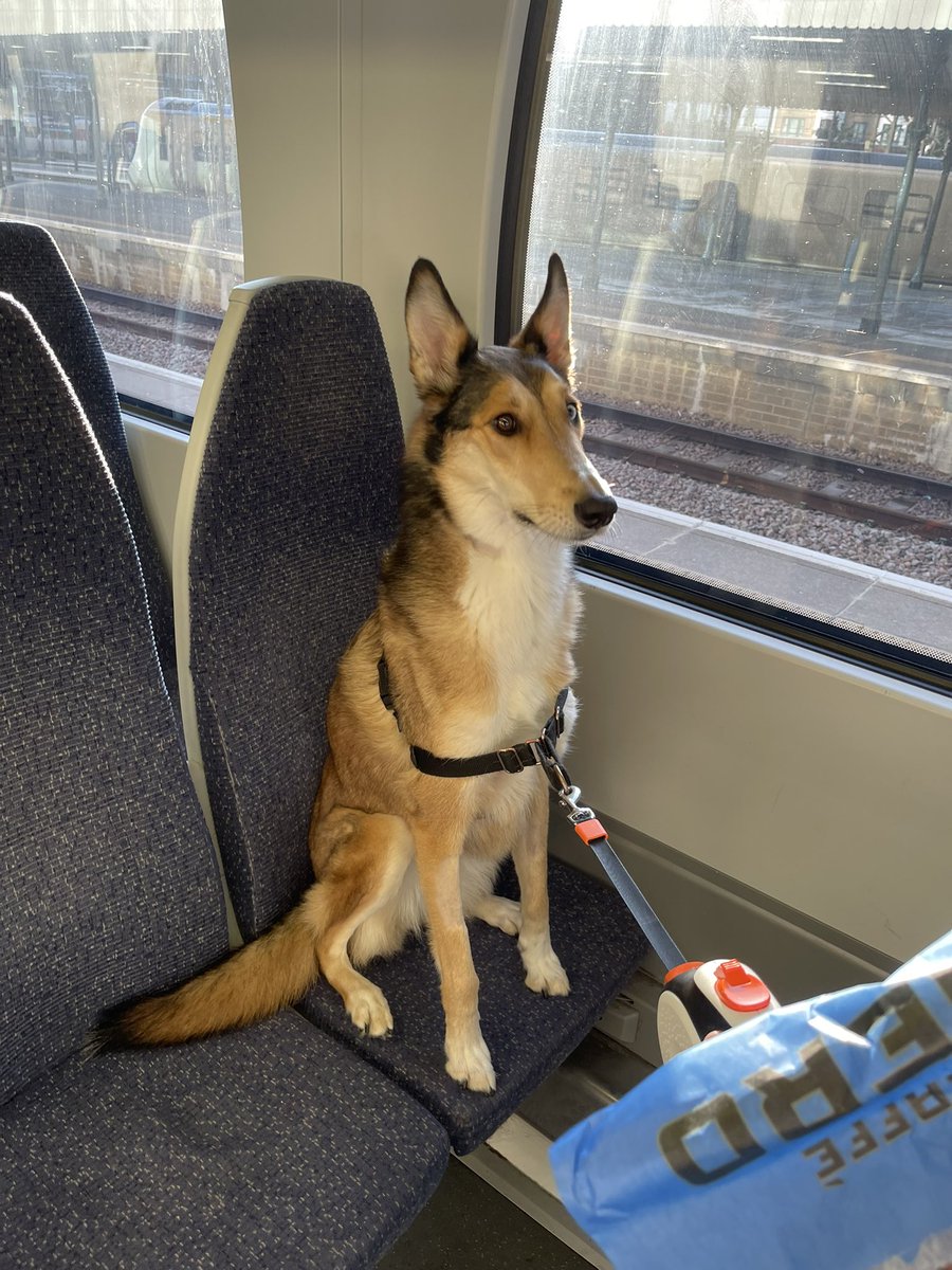 window seat thief, zero remorse