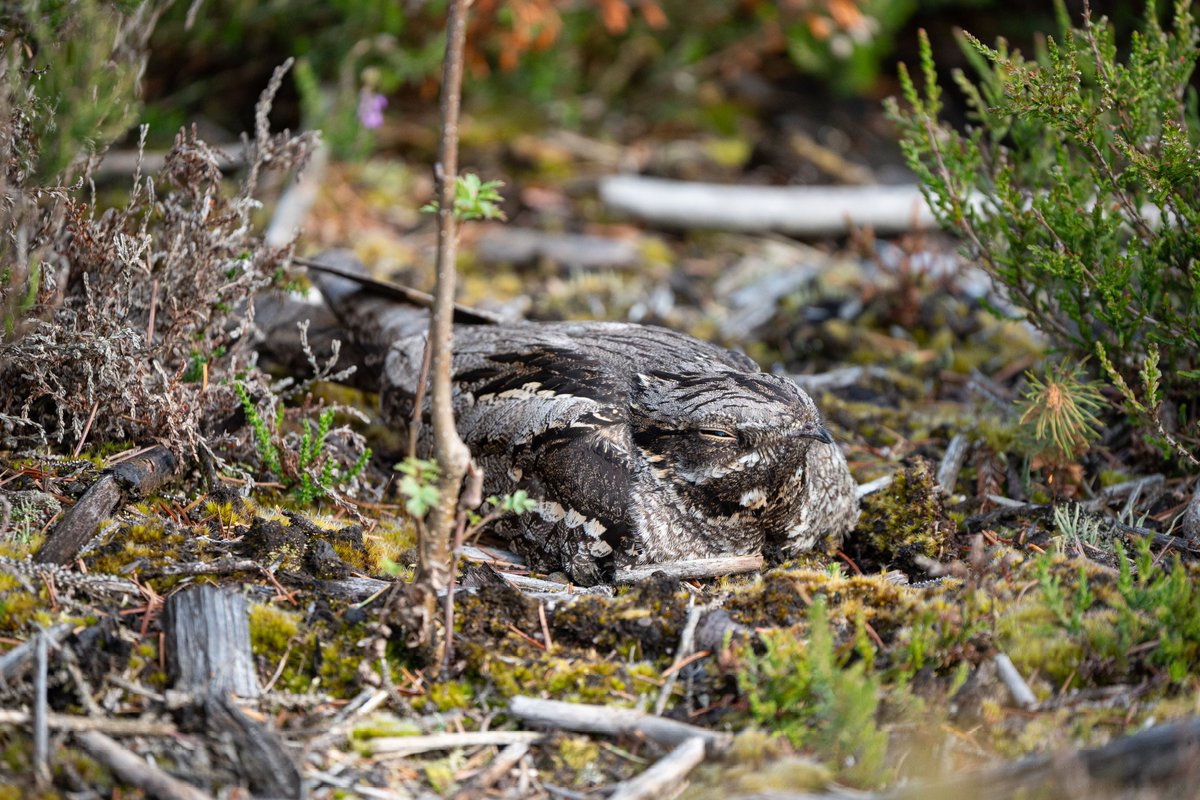 A #Nightjar covering her two freshly hatched chicks.