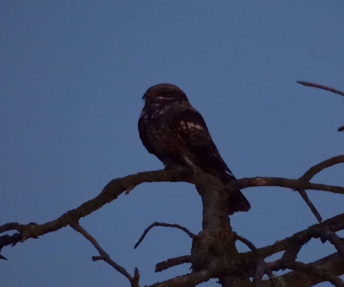Purbeck Heath NR
A Nightjar resting in a pine tree.
<a href="/DorsetBirdClub/">Dorset Bird Club</a> <a href="/UHPWest/">PurbeckHeaths</a>