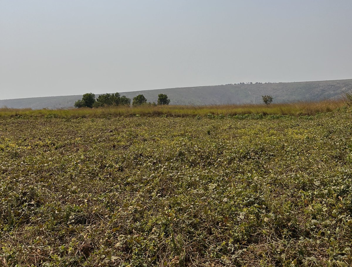 🌄 La grande province du Grand Bandundu dort encore…

Des terres immenses 🌾, non cultivées, sans vaches 🐄 ni moutons 🐑 à l’horizon.
Un gâchis silencieux, un manque à gagner criant pour la #RDC 🇨🇩.

🧠 Il est temps d’investir dans l’agriculture et l’élevage local !