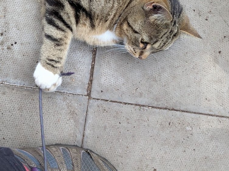 (Amanda) I had such a good time playing with Betty's shoelace! 
 Actually, it wasn't a shoe, it was a 'trainer'. I think this is ridiculous because she is far too ancient to be training for anything.