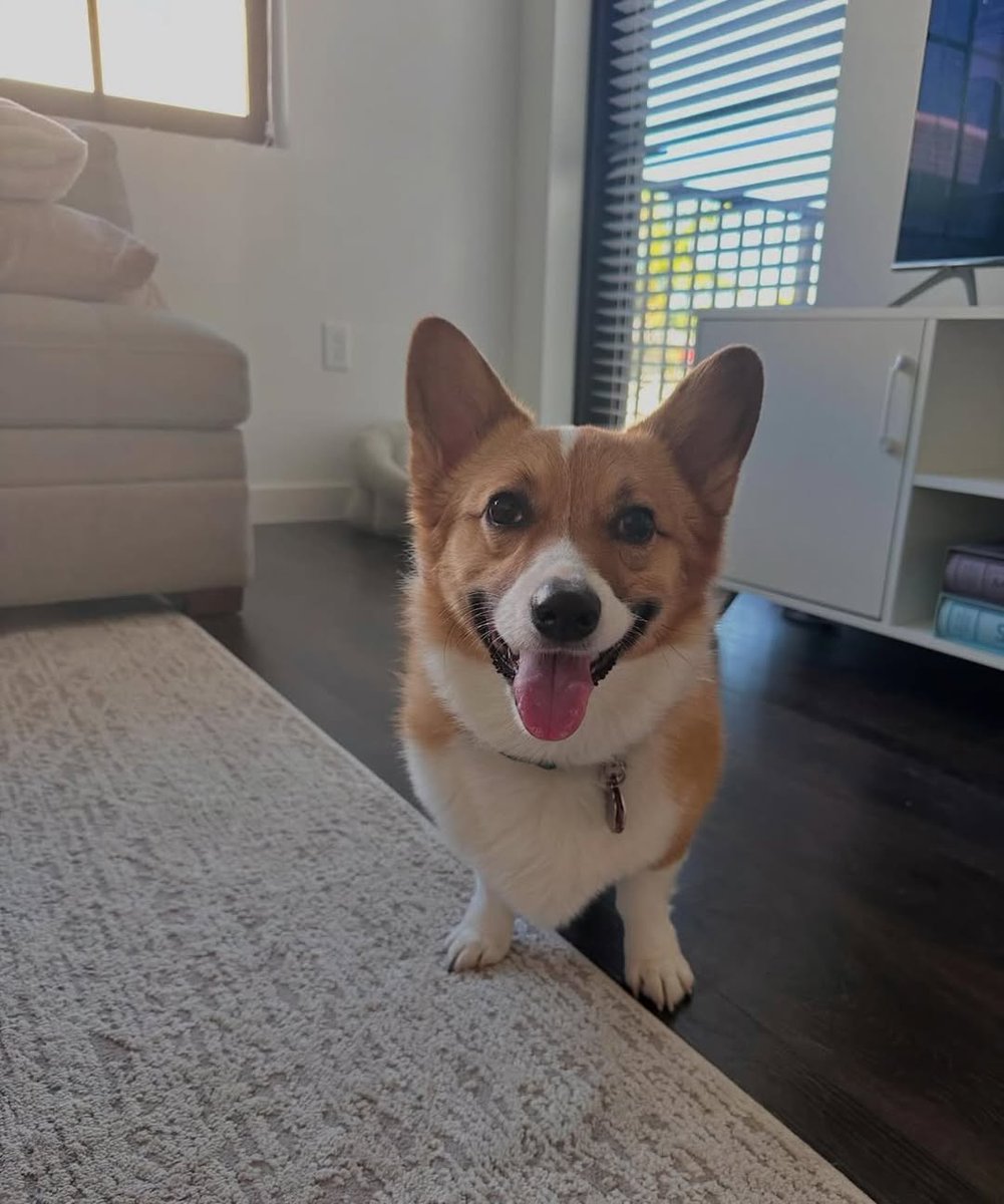 JosephineK1761's tweet image. Awesome photo😍😍❤️❤️
#CorgiJoy #CorgiGoals #LoveMyCorgi #PetsofTwitter #CorgiBark #PrincessWelshCorgi