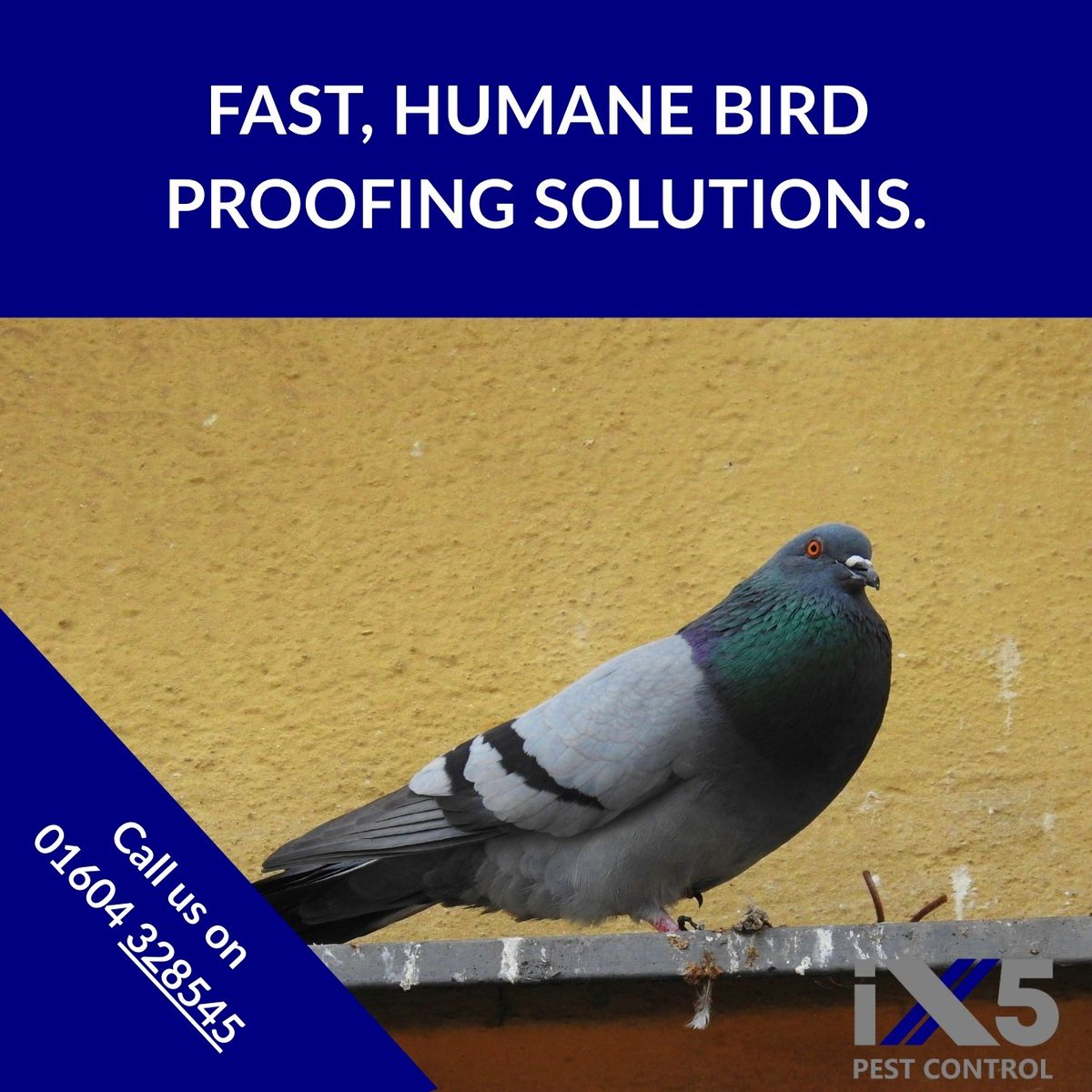 iX5uk's tweet image. Birds can cause blocked gutters, roof damage &amp;amp; health hazards.
Don’t wait for the problem to grow—contact iX5 Pest Control for fast, humane bird proofing solutions.
 🛠️Professional. Safe. Long-lasting.
ix5.uk/bird-proofing/… #PestControlServices #StopTheMess