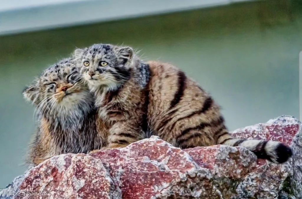 Manul morning.
