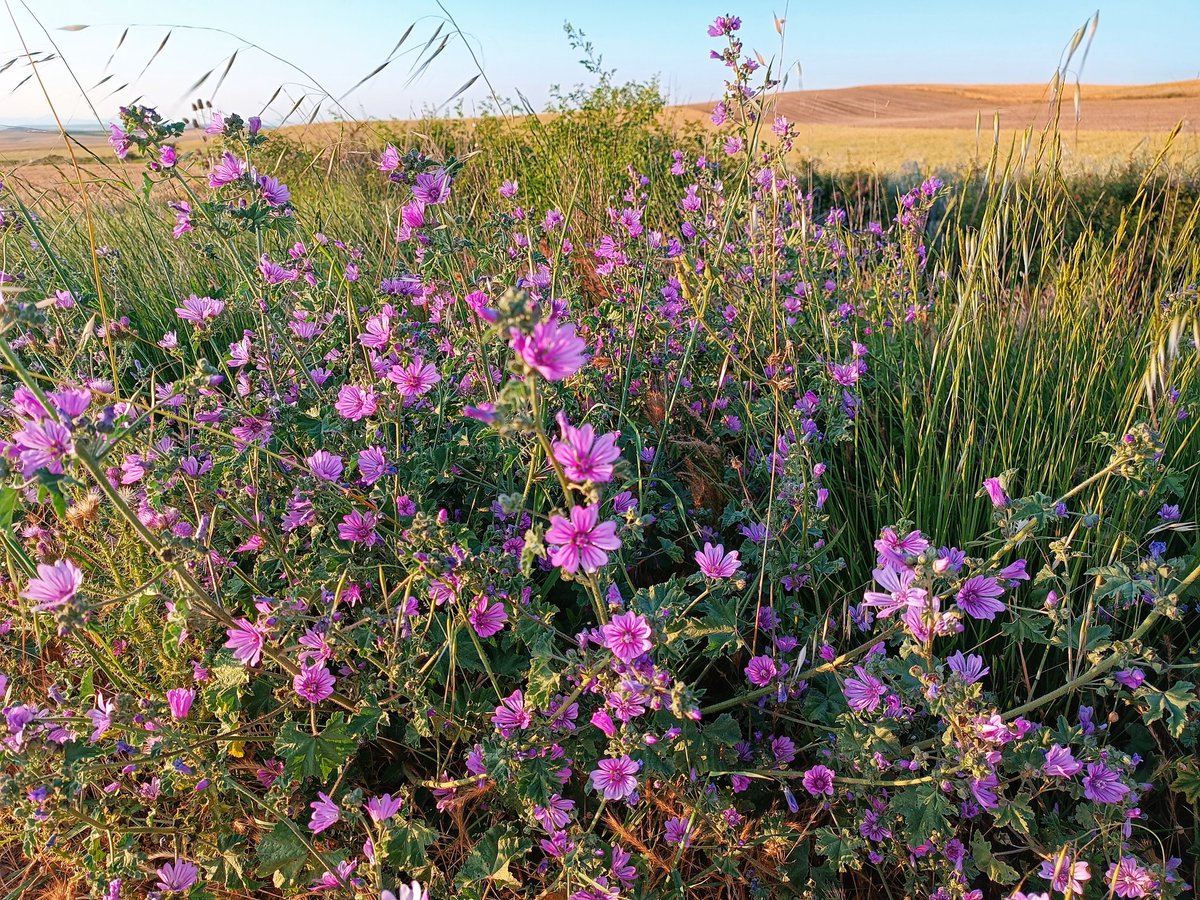 Campos infinitos de cereal, y flores a la orilla del camino, Palencia