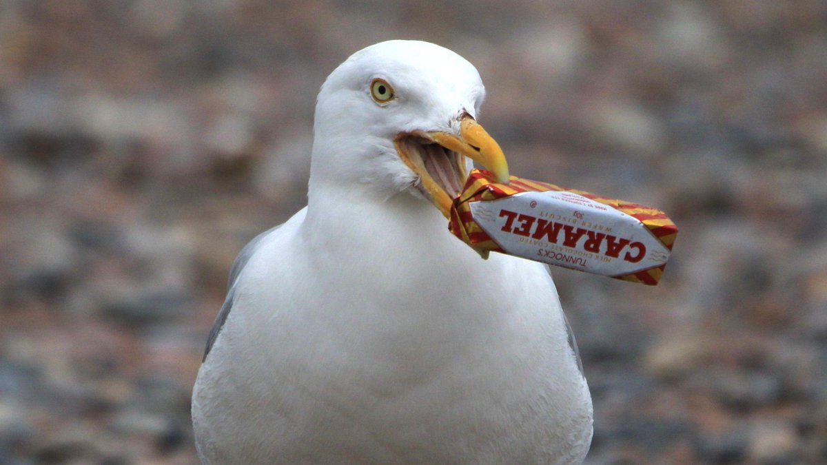 A gull-ty pleasure.🍫

Brenna Young snapped this cheeky seagull after it stole a caramel wafer from a lunchbox at Chanonry Point.

More pics from around Scotland ▶ bbc.in/43Y27dP

Send your photos to scotlandpictures@bbc.co.uk