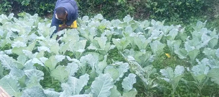 🌍 Empowering GAHSO Eagle Queens 🦅through Financial Inclusion!

From 🌱 agripreneurs to 💼 leaders, these young women are transforming communities via the #VSLA model — gaining skills, confidence &amp; capital to soar! 

#WomenEmpowerment #FinancialInclusion #Agribusiness #GAHSO