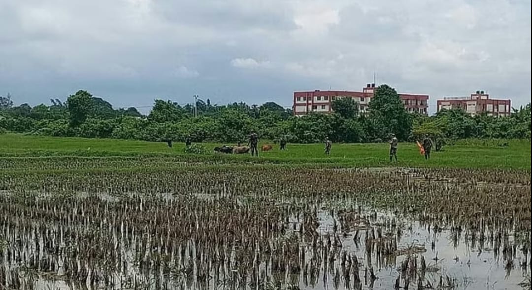 আখাউড়া সীমান্ত পেরিয়ে ভারতে যাওয়া ১৫ গরু ফেরত পাঠাল বিএসএফ