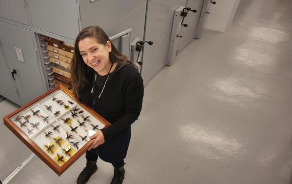 Museum of Zoology, Cambridge (@zoologymuseum) on Twitter photo 🪰2 days to go until our livestream with NHM fly expert Dr Erica McAlister.
How long do flies live?
Do they sleep?
How do they solve crimes?
Get your Q ready - Wed 18 June at 7pm <a href="/CamUnivMuseums/">University of Cambridge Museums</a> <a href="/flygirlNHM/">Dr Erica McAlister</a> ow.ly/p4Ez50W9WQl
Photo ©Trustees of the Natural History Museum 🪰2 days to go until our livestream with NHM fly expert Dr Erica McAlister.
How long do flies live?
Do they sleep?
How do they solve crimes?
Get your Q ready - Wed 18 June at 7pm <a href="/CamUnivMuseums/">University of Cambridge Museums</a> <a href="/flygirlNHM/">Dr Erica McAlister</a> ow.ly/p4Ez50W9WQl
Photo ©Trustees of the Natural History Museum