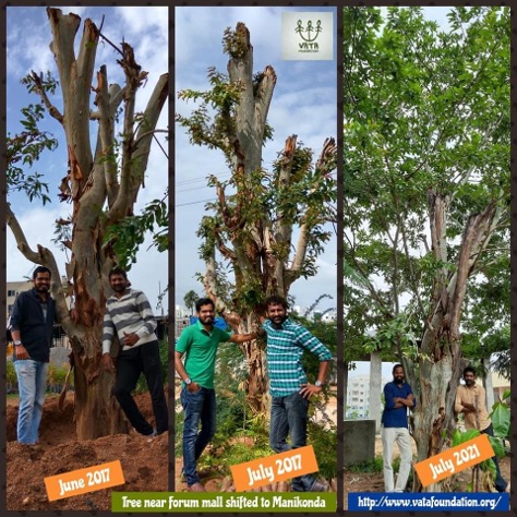vata_foundation's tweet image. Is there any other picture more satisfying? 

#SaveFullyGrownTrees
#TranslocationSaves

Do repost and spread the word... save trees from being cut.