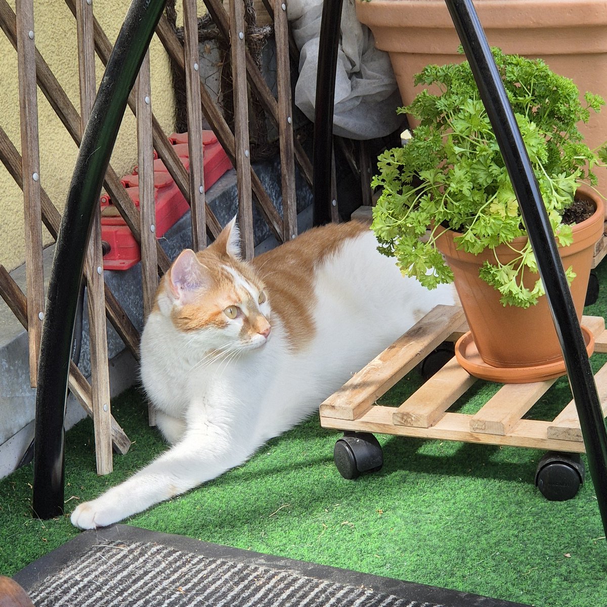 Happy #kittyloafmonday and a good start to the new week lovely friends 😻🌺🐾🐾🪴❤️
The weather is great today ⛅️🌞💕😽

#CatsofTwittter #cats #AdoptDontShop 🐈