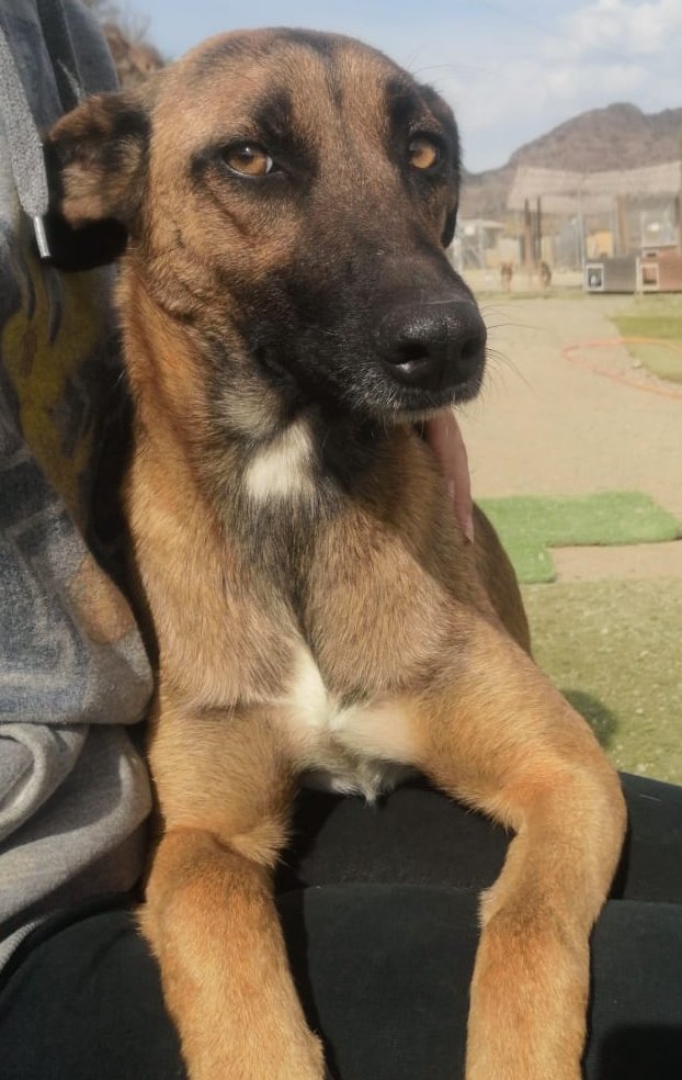 up_person's tweet photo. 🆘🆘🆘 #PorFavor aún quedan 10 perretes que esperan a su familia definitiva 🙏🏡🦮 en @HMalaguenas. El Refugio cierra porque sin ayudas y voluntarios es muy difícil continuar 💔 pero antes estos guapetones 💙🩵 han de ser adoptados 🙏Aquí algunos #Málaga #AdoptaNoCompres https://t.co/57n6JiXxGP