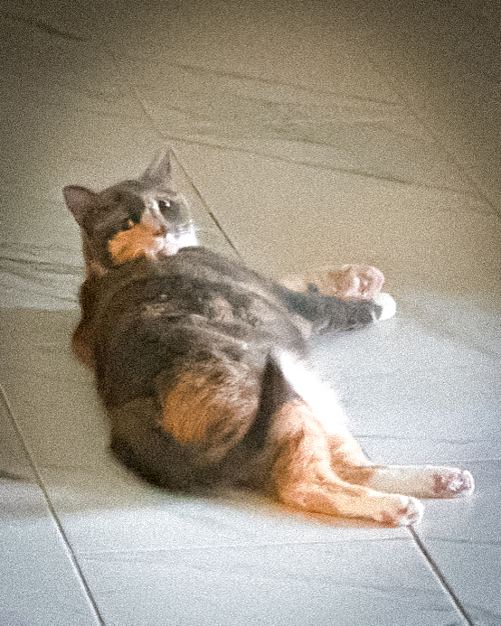 9to5Pets's tweet photo. Ugh🙄—the weekend is over, and Monday feels like... 🥱😸🥰 Enjoy the work week, y'all! I'll be napping! 9 to 5 Pets is a full-service in-home professional pet care company serving select regions in Central and Northeast Florida. Go to https://t.co/iAFVzrLoZO to get started today! https://t.co/fOpINzqWqQ
