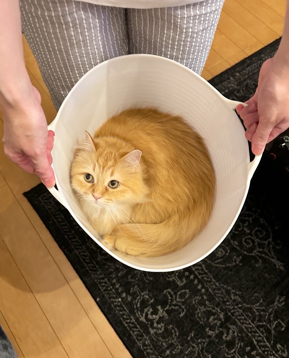 妻が『洗濯カゴにクロワッサン入ってたわ』と言いながら持ってきて納得。