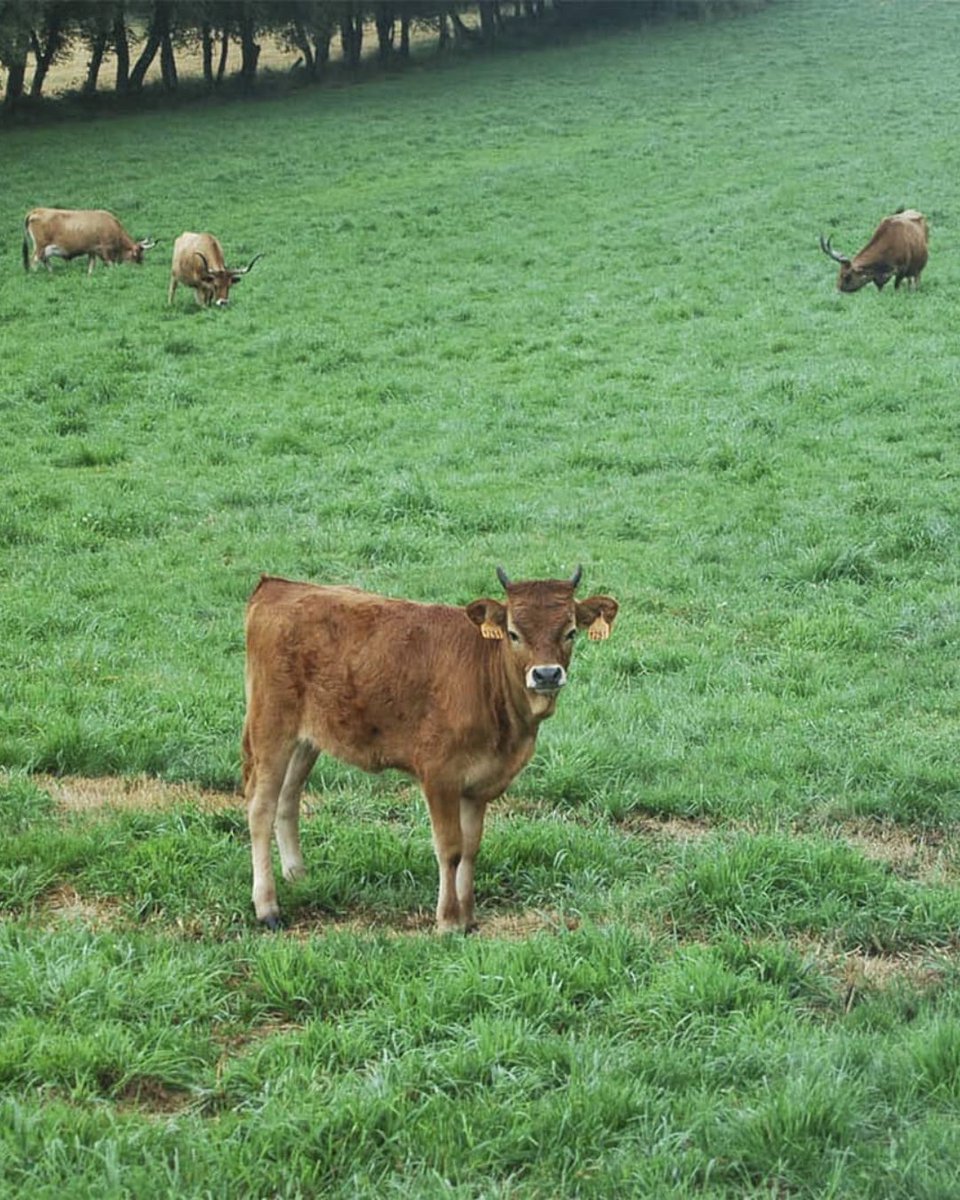 Os tenreiros amparados baixo o selo de #TerneraGallegaSuprema son criados en explotacións con vacas nai e aliméntanse do leite materno 🍼, como mínimo, durante 7 meses. Un sistema natural que garante benestar animal e calidade 🌿.