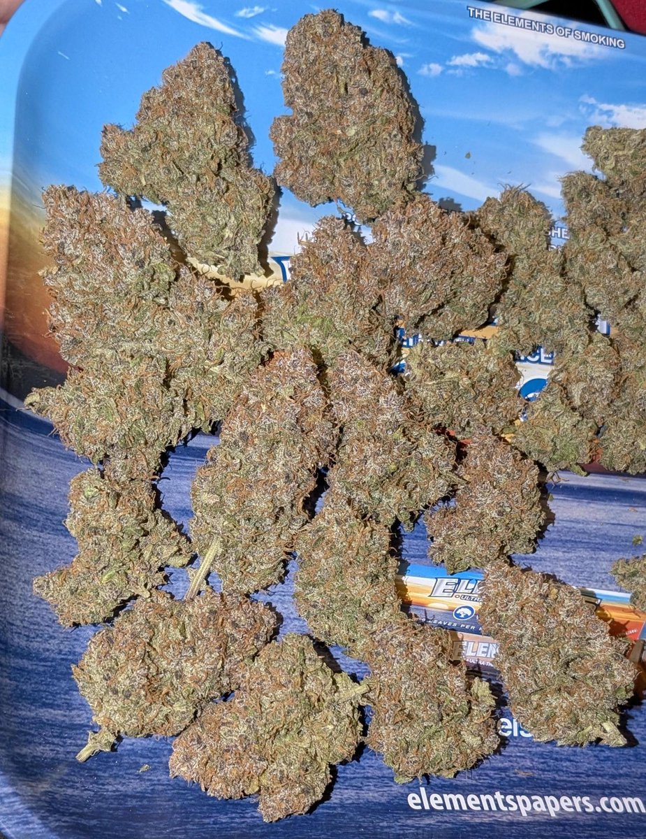Fast_Buds's tweet image. Banana Purple Punch Auto
30.4% THC, lab tested: a new world record among autoflowers
Get 15% OFF with the code TWITTER
By 🧑🌾 Alchemy